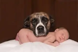 Dog and baby bonding