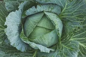 Cabbage cultivation