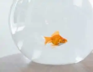 feeding your fish pet