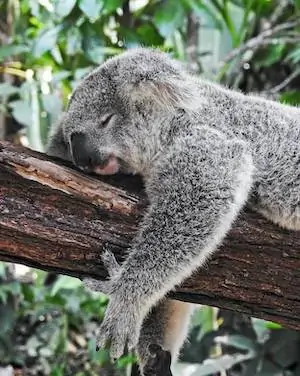 koala sleeps while holding tree branch