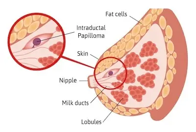 anatomy of female breasts