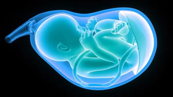 fetus protection inside a womb