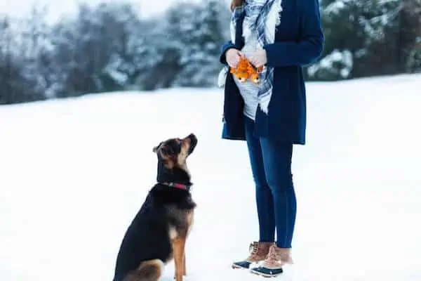 pregnant woman with her dog standing on snow