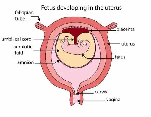 fetus developing in womb